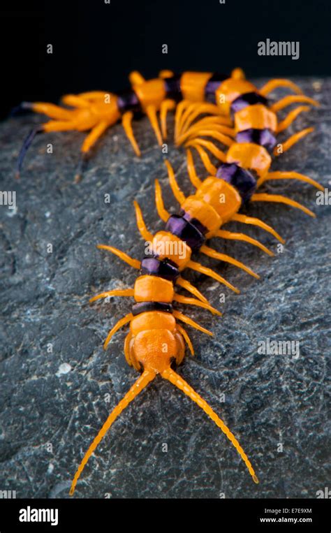 Centipede Scolopendra Hardwickei Photo Stock Alamy
