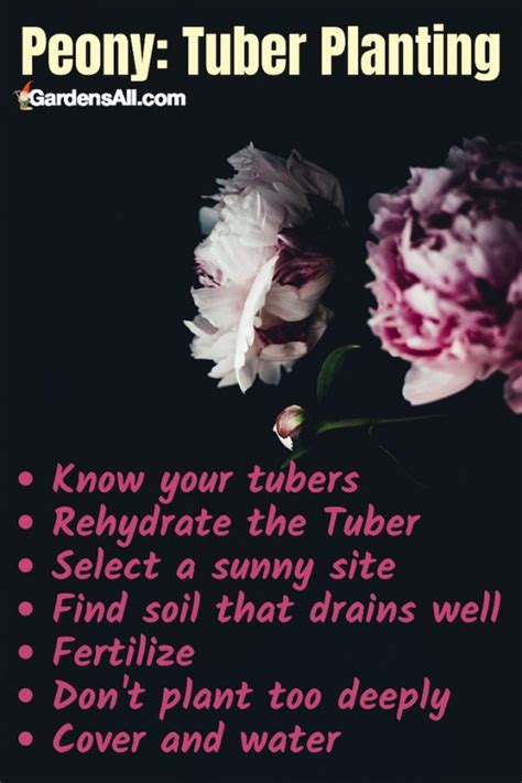 How To Plant Peony Tubers Thequotegeeks Gardening