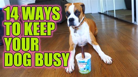 Transform your dog using the same secrets used to train service dogs! Brain Stimulating Toys For Dogs | Wow Blog