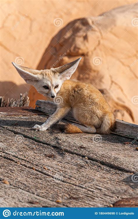 Desert Fox In The Sahara Desert Stock Photo Image Of