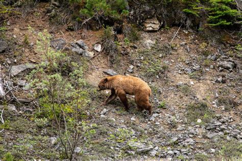 Brown Bear And Grizzly Bear In The Forest Stock Photo Image Of