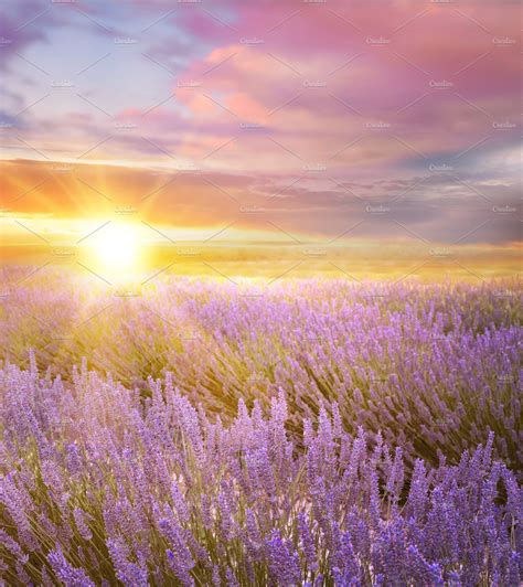 Sunset Sky Over A Lavender Field Nature Stock Photos ~ Creative Market