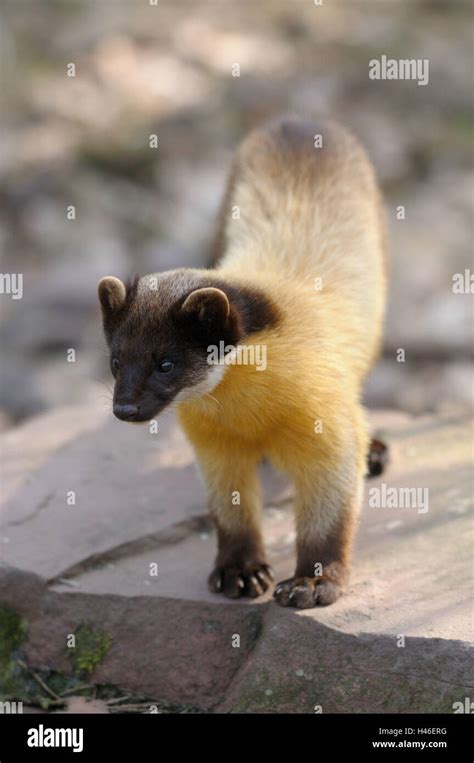Yellow Throated Marten Martes Flavigula Rock Front View Standing