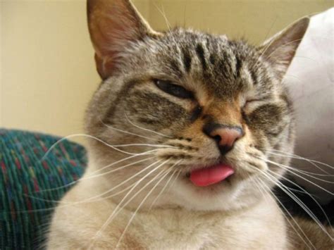 Cats Sticking Out Tongues 17 Photos Funcage