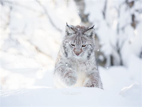 Wallpaper Wild Cat Winter Snow Lynx 3840x2160 Uhd 4k Picture Image