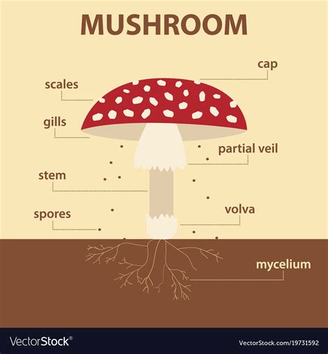 Diagram Showing Parts Of Mushroom Whole Plant Vector Image