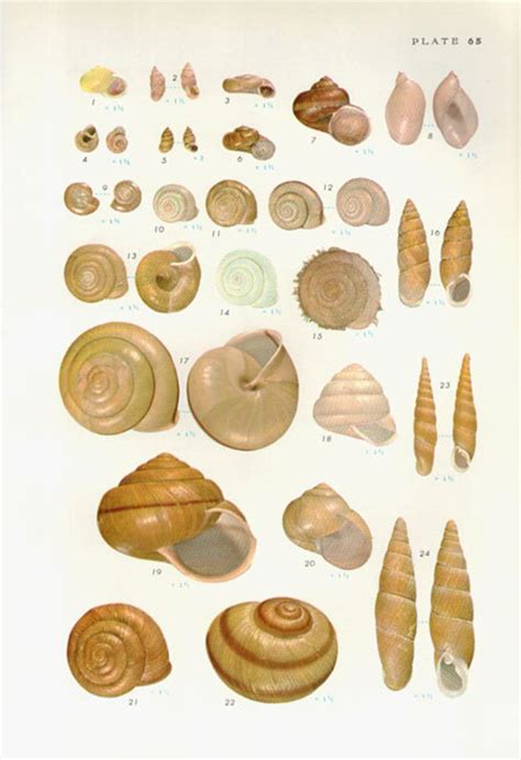 Vintage Sea Shells Print 71 Antique Lithograph Etsy