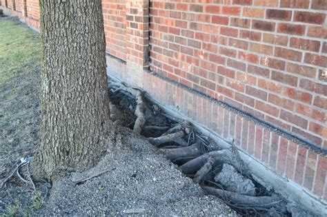 Grow this plant in a location where it will be sheltered from strong winds, as it is very susceptible to damaged leaves. Foundation Tree Damage - Foundation Crack Repair ...
