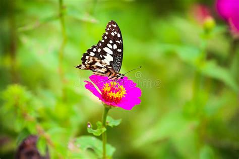 Butterfly In Garden And Flying To Many Flowers In Garden Beautiful
