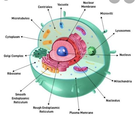 A Diagram Of An Animal Cell Is Shown Below Each Arrow Points To A