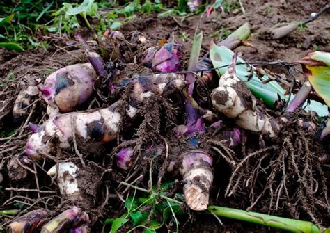 The World Of Edible Tubers That You Are Probably Not Familiar With