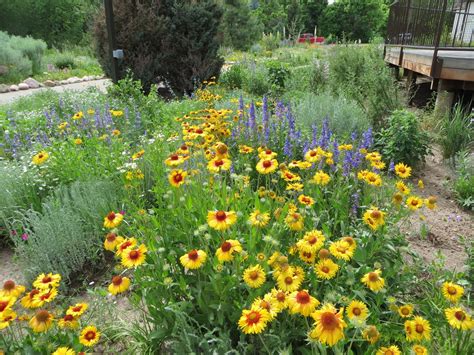 Landscaping With Colorado Native Plants Conference Coming Soon Raden