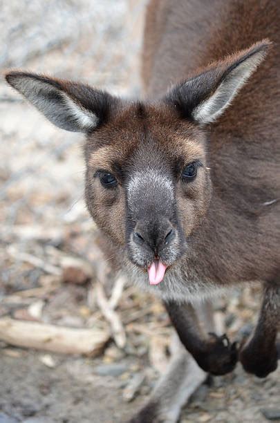 90 Kangaroo Tongue Stock Photos Pictures And Royalty Free Images Istock