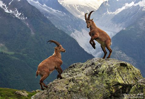 Cetartiodactyla Alpine Ibex