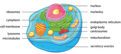 Here Is A Basic Cell With All The Organelles Labelled We Will Explore
