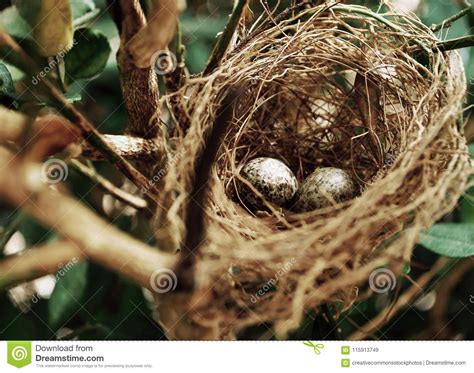 Tilt Shift Photo Of Two White Bird Eggs On A Nest Picture Image 115913749