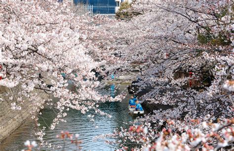Khám Phá Vẻ đẹp Của Hoa Anh đào Trong Văn Hoá Nhật Bản