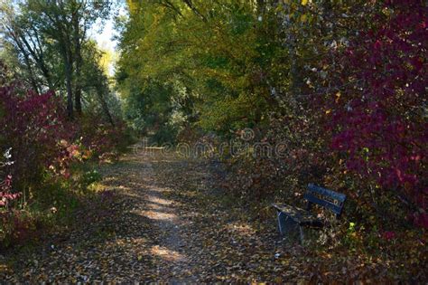 Beautiful Autumn Landscape A Path In A Forest Stock Photo Image Of