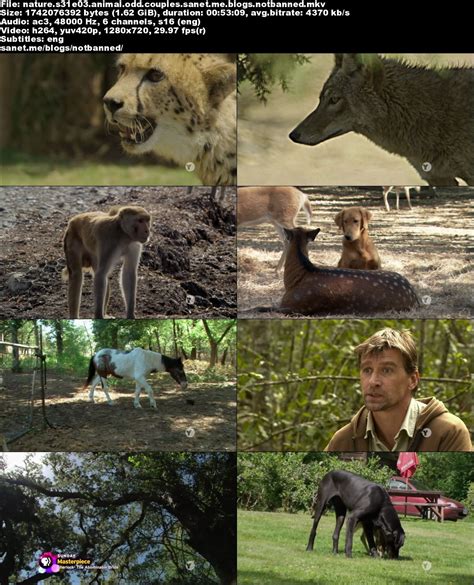 Download Pbs Nature Animal Odd Couples 2012 720p Hdtv X264 W4f