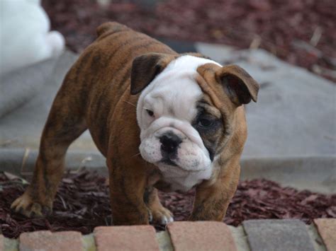 You have no idea in keeping a bulldog puppy?well we are here for you.we will guide you on all you need to know about our bulldog puppies for sale. Fat Baby's Fat Babies English Bulldogs - Dog Breeders - Columbus, IN