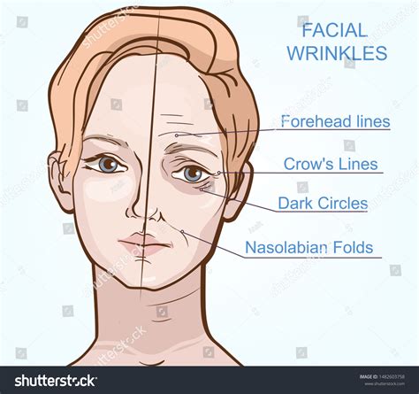 Types Facial Wrinkles Old Skin Vs Stock Vector Royalty Free 1482603758