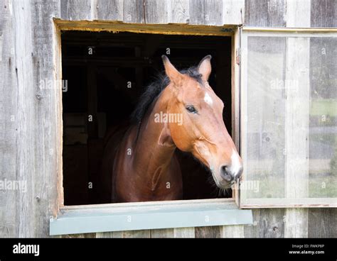 Horse Through Window Hi Res Stock Photography And Images Alamy