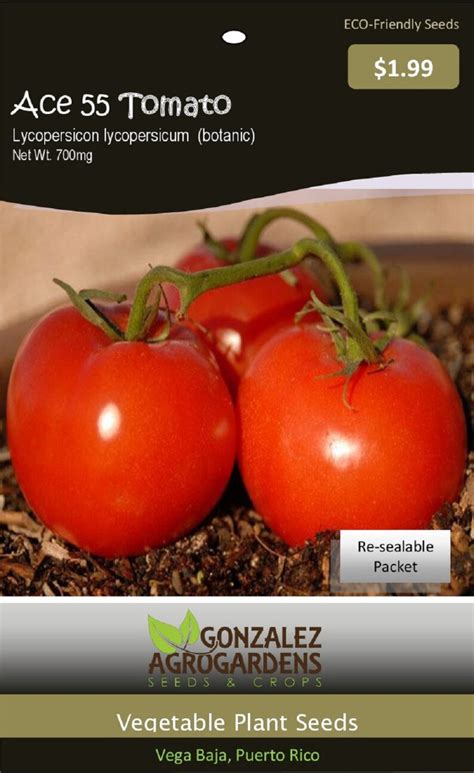 Tomato Ace 55 Seeds Packet Etsy