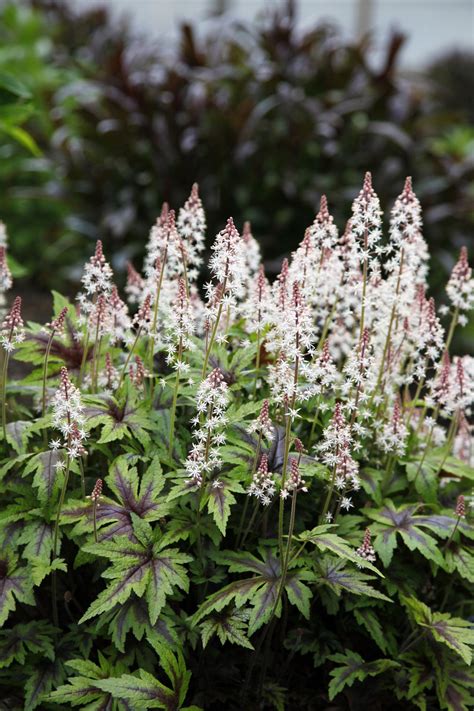These Deer Resistant Plants Will Keep Bambi Out Of Your Garden