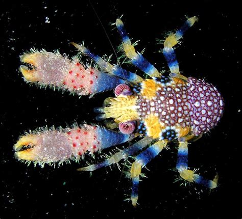 62 Best Interesting Invertebrates Images On Pinterest