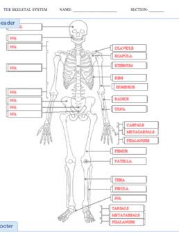 Printable bone labeling exercises humerus bw 14 quiz baby address the letters a through b appear on an image ociated with this question welcome to ms stephens anatomy and physiology and environmental science cl website anatomy and physiology. 35 Skeletal System Label Quiz - Labels Database 2020