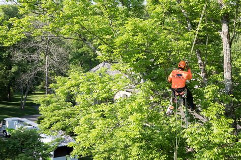 Tree Disease Treatment Services By Savatree Certified Arborists