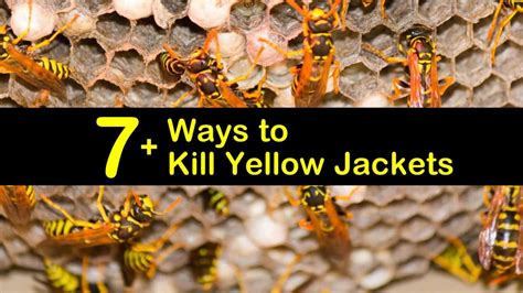 Clever Tricks For Yellow Jacket And Wasp Control