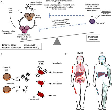 Frontiers Autoimmunity Following Allogeneic Hematopoietic Stem Cell
