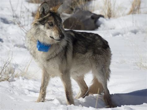 Mexican Gray Wolf Counts Suspended After Two Darted Animals Die
