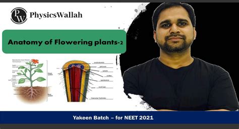 Solution Anatomy Of Flowering Plants Lecture 2 Part 02 Class Notes