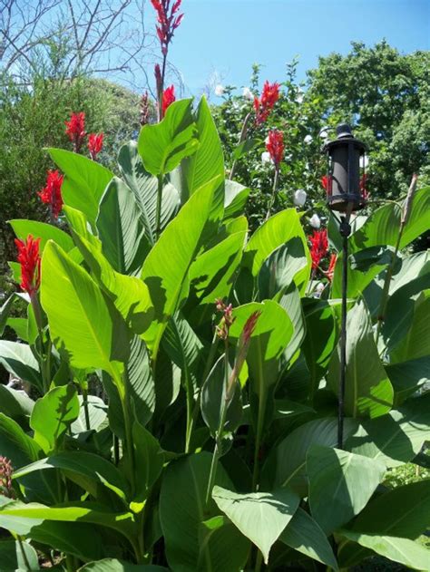 Canna Lily Bulbs Grote Groene Tropische Plant Met Rode Etsy Nederland