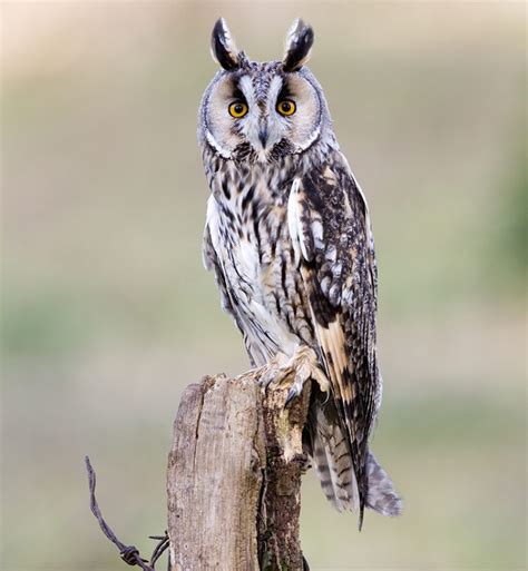 The Six Types Of Owl Youll Find In Britain Country Life