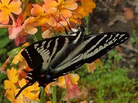 Papilio Eurymedon Bugguide Net