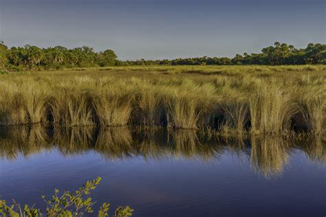 The Importance Of Coastal Salt Marshes Florida Wildlife Federation