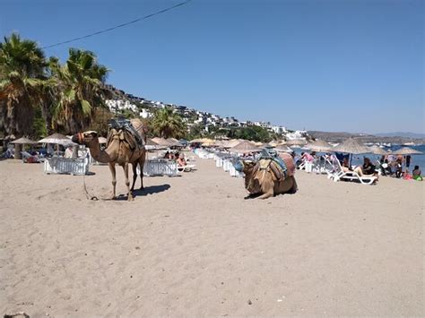 Camel Beach Bodrum Turcja Opinie Tripadvisor