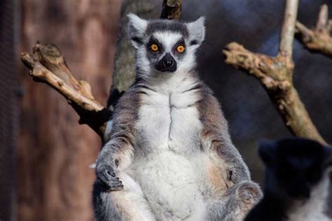 Ring Tailed Lemur Zoo Atlanta