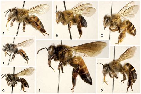 Native North American Honey Bees Native Beeology