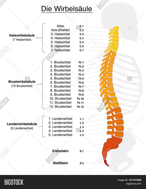 Spine German Labeling Vector And Photo Free Trial Bigstock