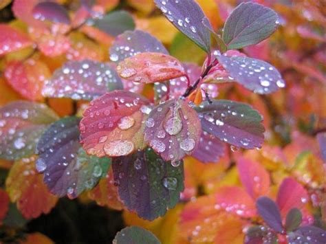 Select from premium rain storm of the highest quality. Beautiful Photos of Rain (55 pics)
