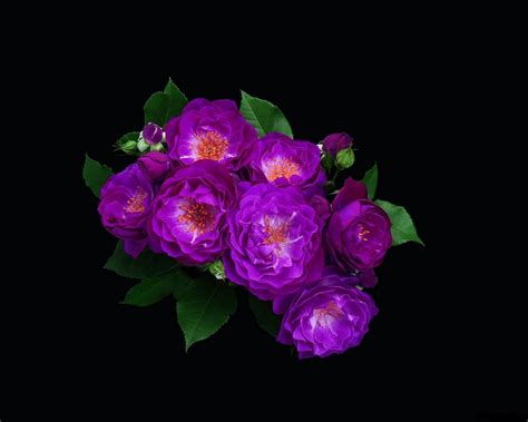 Video search results for blooming flower black background. Flowers on Black Background Wallpaper - WallpaperSafari