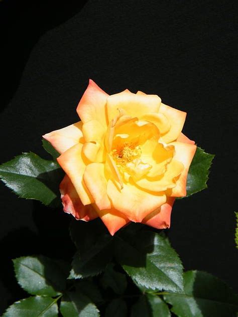 Meager Peach Mini Rose On A Black Background By Mary Sedivy Flower