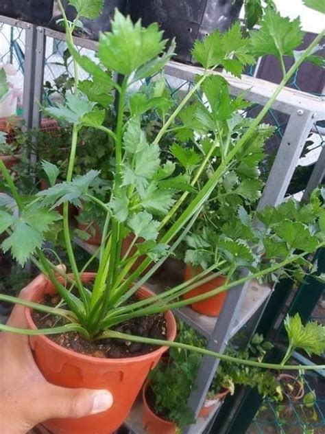 We did not find results for: Tip Tanam Pokok Daun Sup Supaya Kekal Subur, Boleh Hidup ...