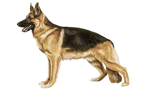 How To Draw A German Shepherd A Quick And Easy Drawing Tutorial