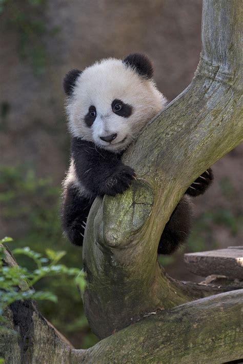Fictionspulp Giant Panda Cub Xiao Liwu At The Veganjack