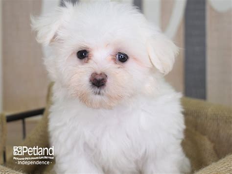 Maltese Dog Female White 2847845 Petland Independence Missouri